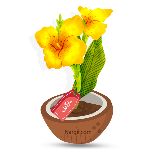  Nargil - Canna Lily